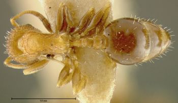 Media type: image; Entomology 21023   Aspect: habitus dorsal view
